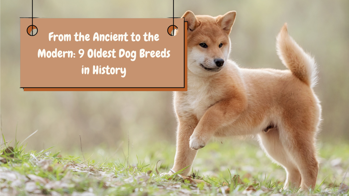 From the Ancient to the Modern 9 Oldest Dog Breeds in History