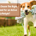 How To Choose The Right Dog Breed For an Active Lifestyle?