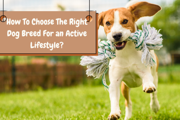 How To Choose The Right Dog Breed For an Active Lifestyle?