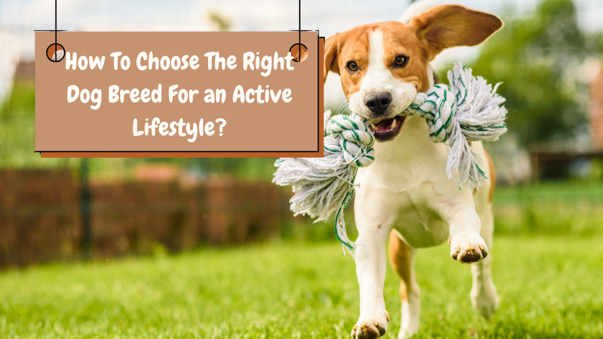 How To Choose The Right Dog Breed For an Active Lifestyle?