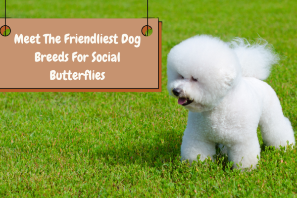 Meet The Friendliest Dog Breeds For Social Butterflies