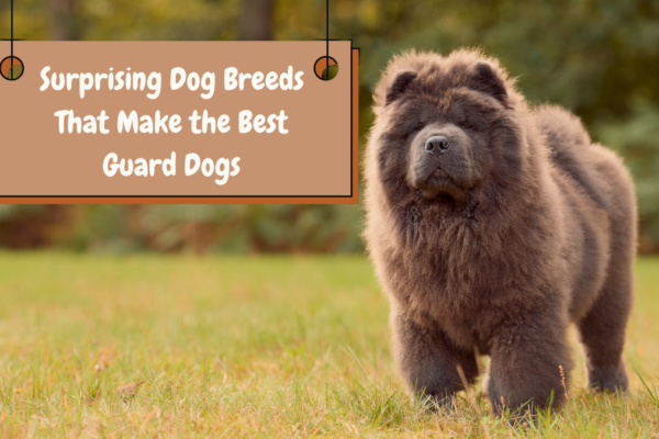 Surprising Dog Breeds That Make the Best Guard Dogs