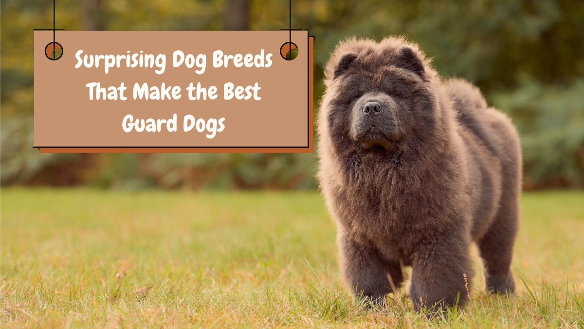 Surprising Dog Breeds That Make the Best Guard Dogs