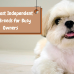 The Most Independent Dog Breeds for Busy Owners