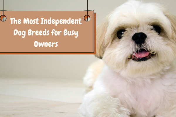 The Most Independent Dog Breeds for Busy Owners