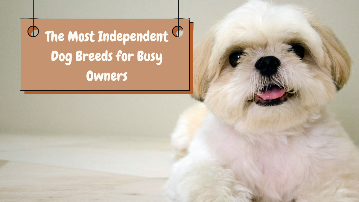 The Most Independent Dog Breeds for Busy Owners