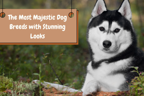 The Most Majestic Dog Breeds with Stunning Looks