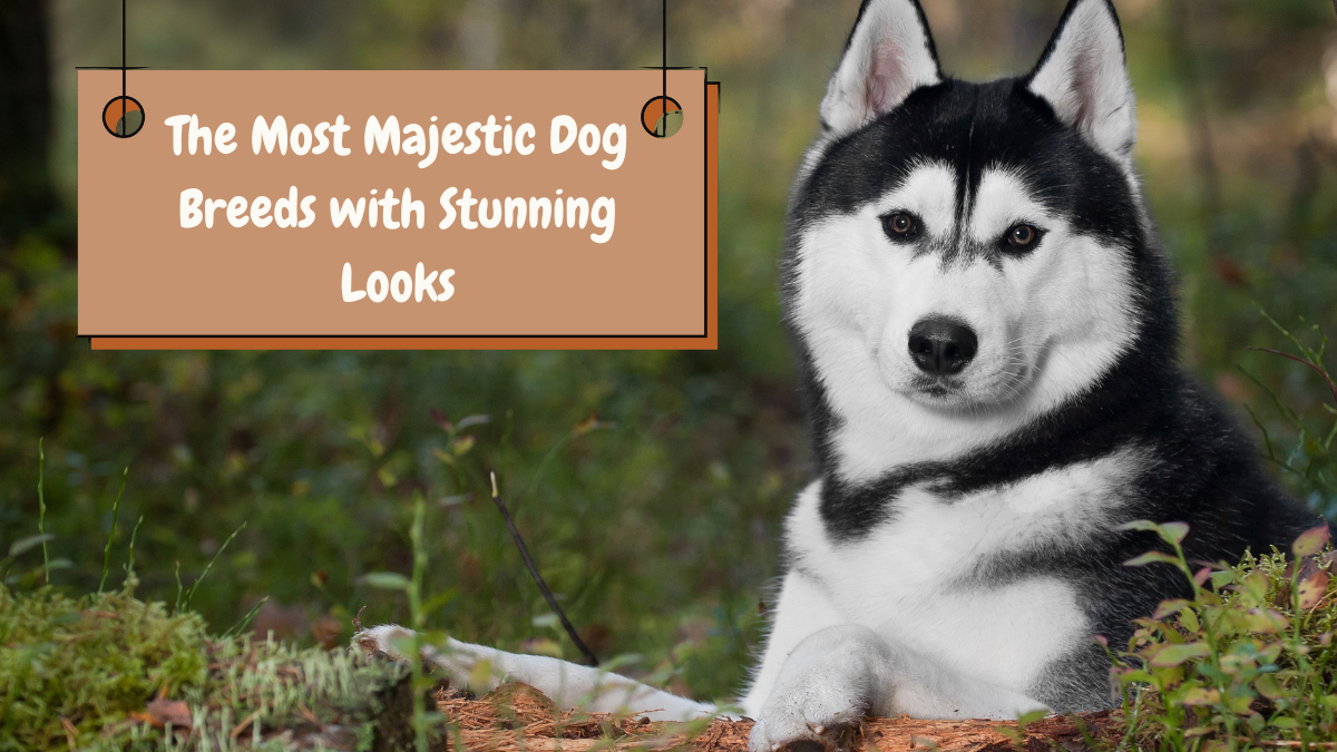 The Most Majestic Dog Breeds with Stunning Looks