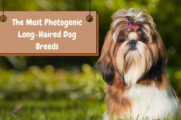 The Most Photogenic Long-Haired Dog Breeds Capturing Beauty in Every Shot