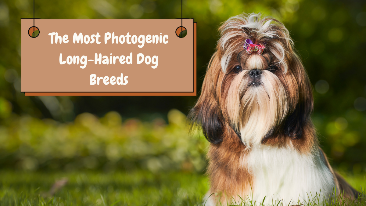 The Most Photogenic Long-Haired Dog Breeds Capturing Beauty in Every Shot