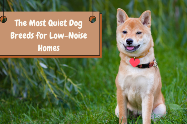 The Most Quiet Dog Breeds for Low-Noise Homes