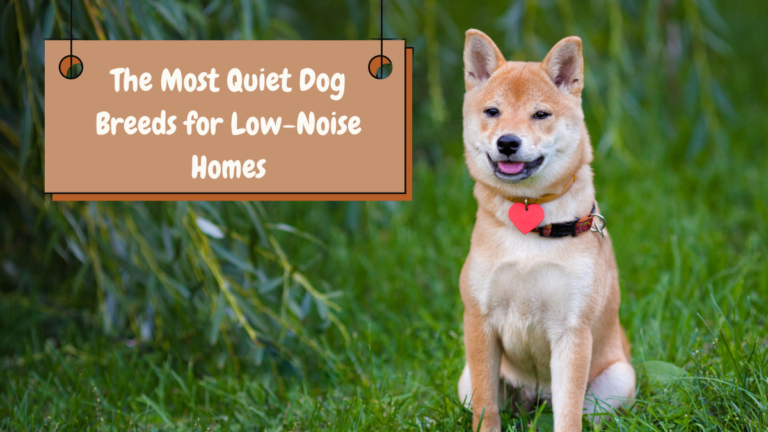 The Most Quiet Dog Breeds for Low-Noise Homes