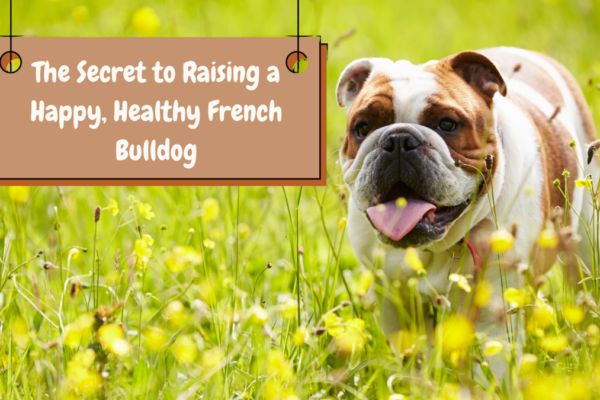 The Secret to Raising a Happy, Healthy French Bulldog