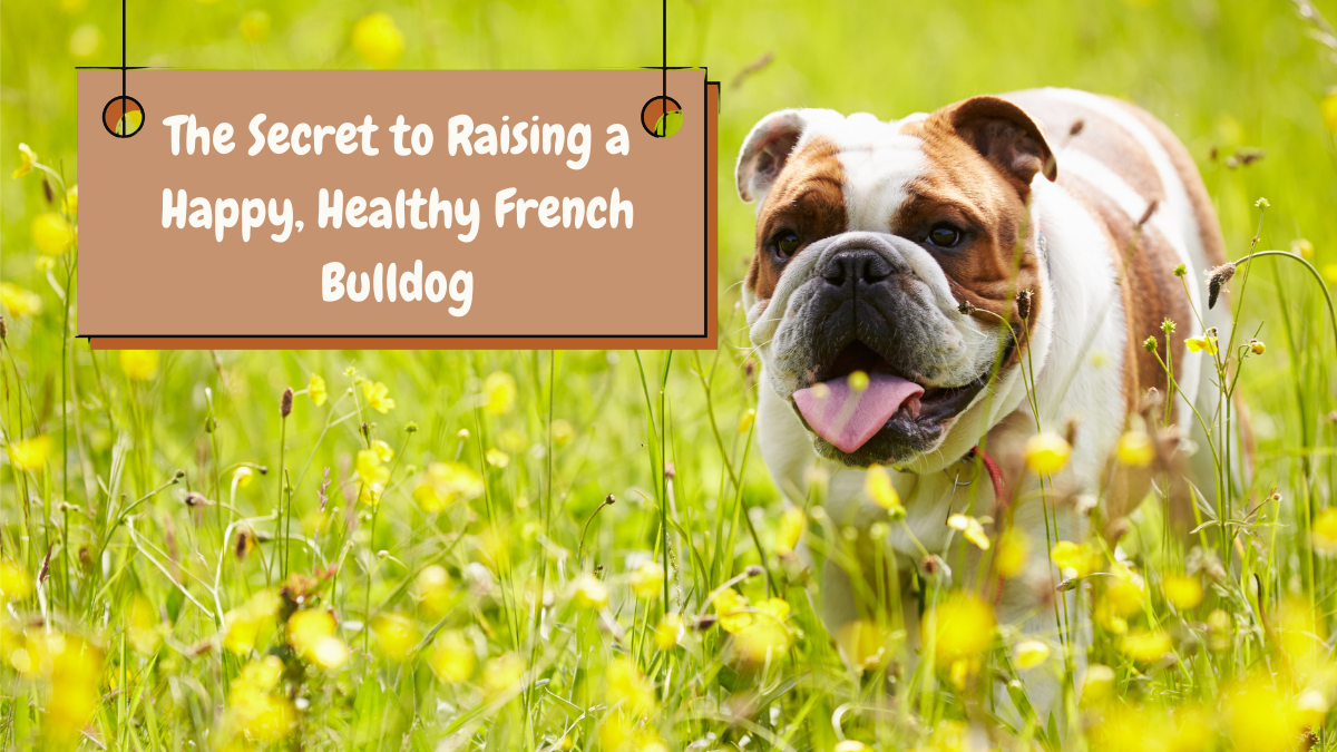 The Secret to Raising a Happy, Healthy French Bulldog