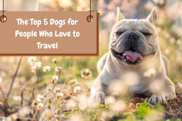 The Top 5 Dogs for People Who Love to Travel