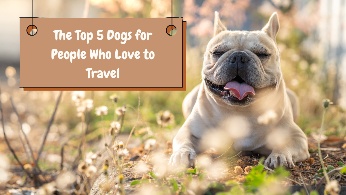 The Top 5 Dogs for People Who Love to Travel