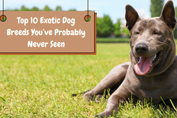 Top 10 Exotic Dog Breeds You’ve Probably Never Seen