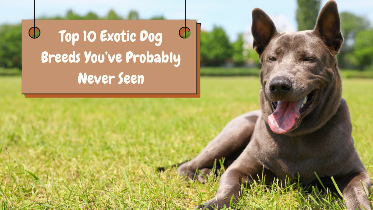 Top 10 Exotic Dog Breeds You’ve Probably Never Seen