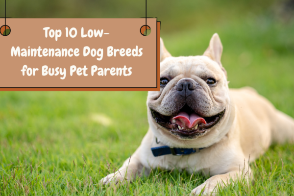 Top 10 Low-Maintenance Dog Breeds for Busy Pet Parents