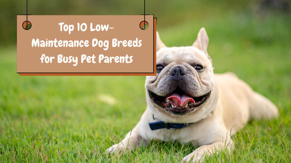 Top 10 Low-Maintenance Dog Breeds for Busy Pet Parents