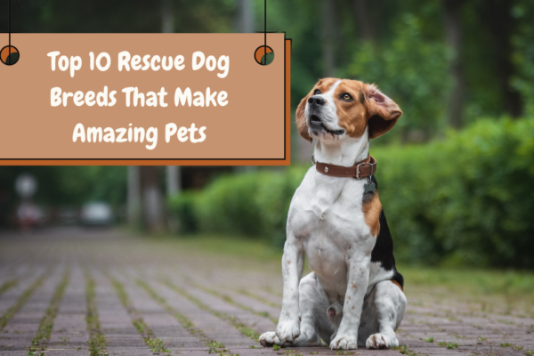 Top 10 Rescue Dog Breeds That Make Amazing Pets