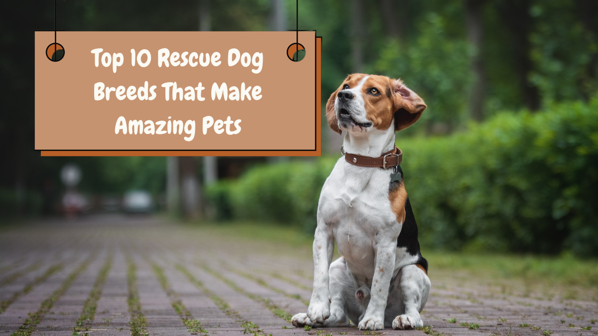 Top 10 Rescue Dog Breeds That Make Amazing Pets