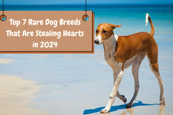 Top 7 Rare Dog Breeds That Are Stealing Hearts in 2024