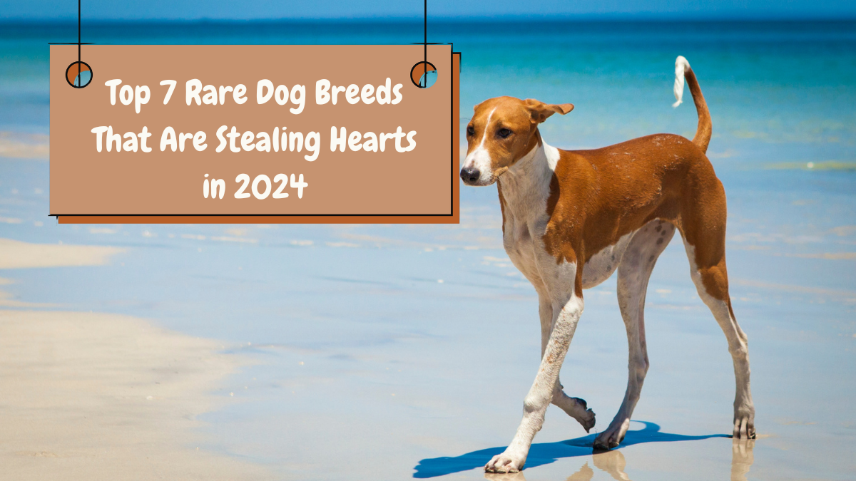 Top 7 Rare Dog Breeds That Are Stealing Hearts in 2024