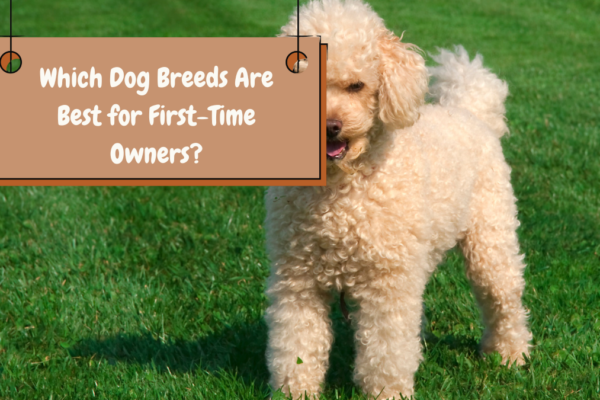 Which Dog Breeds Are Best for First-Time Owners