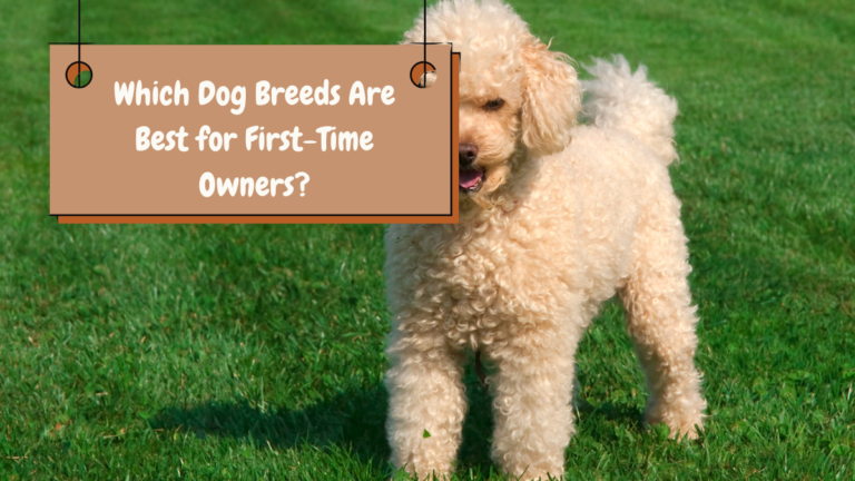 Which Dog Breeds Are Best for First-Time Owners?