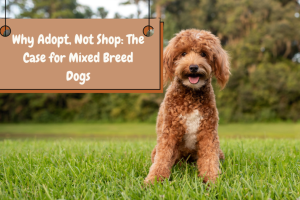 Why Adopt, Not Shop The Case for Mixed Breed Dogs