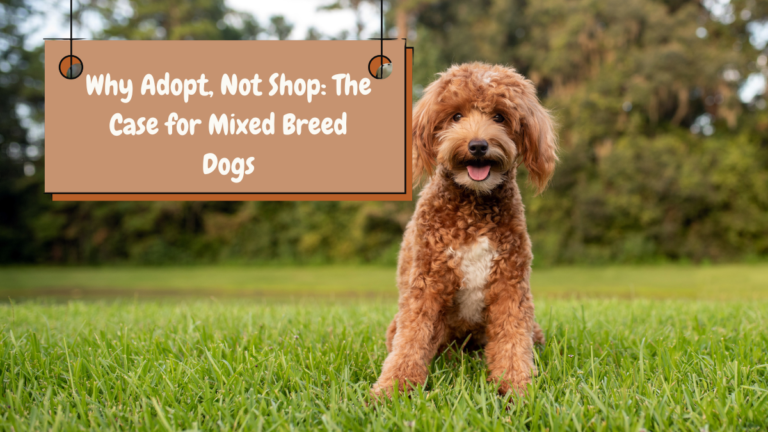 Why Adopt, Not Shop: The Case for Mixed Breed Dogs?