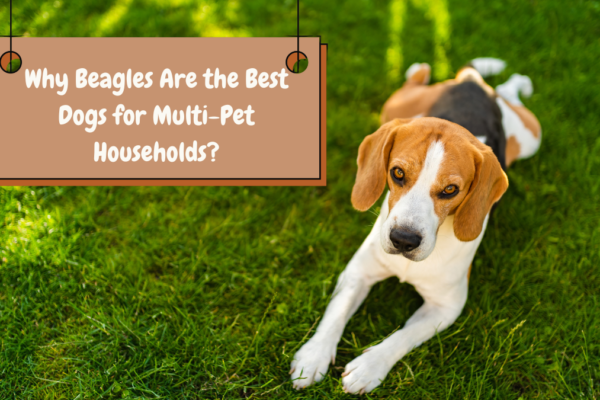 Why Beagles Are the Best Dogs for Multi-Pet Households