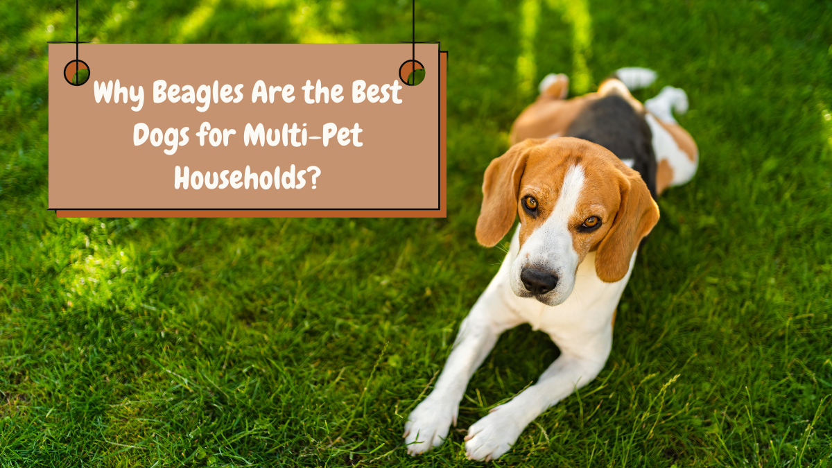 Why Beagles Are the Best Dogs for Multi-Pet Households