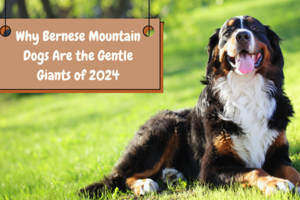 Why Bernese Mountain Dogs Are the Gentle Giants of 2024