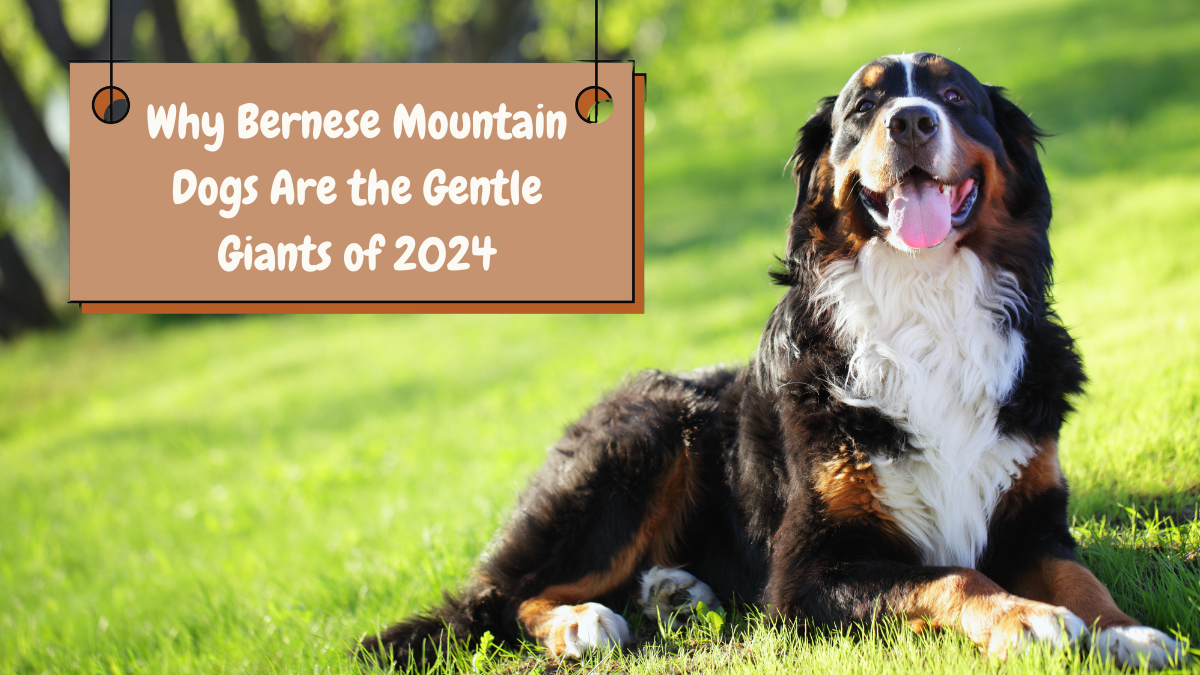 Why Bernese Mountain Dogs Are the Gentle Giants of 2024