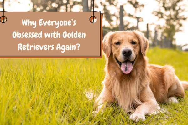 Why Everyone’s Obsessed with Golden Retrievers Again