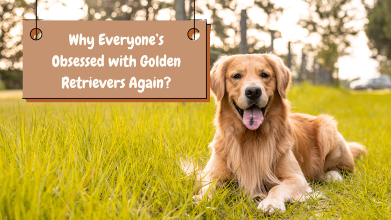 Why Everyone’s Obsessed with Golden Retrievers Again