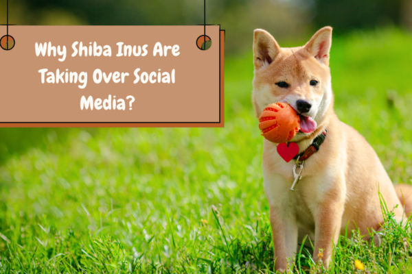 Why Shiba Inus Are Taking Over Social Media