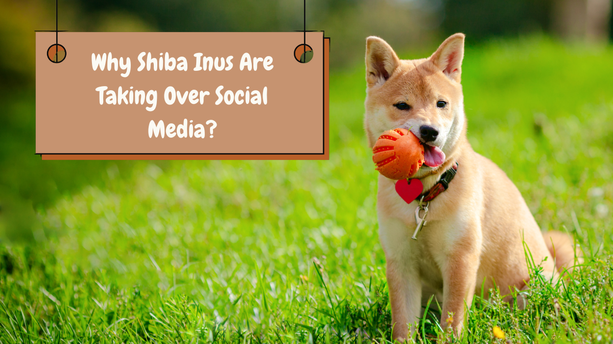 Why Shiba Inus Are Taking Over Social Media