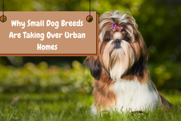 Why Small Dog Breeds Are Taking Over Urban Homes