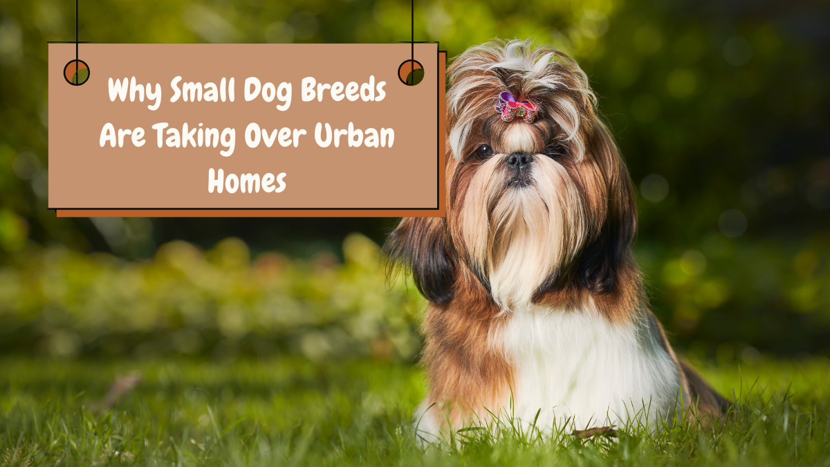 Why Small Dog Breeds Are Taking Over Urban Homes